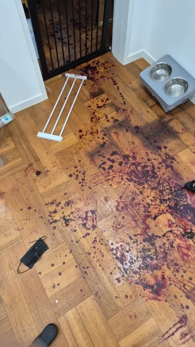 혈흔 바닥 오염 마루 전체 혈액 작업 전