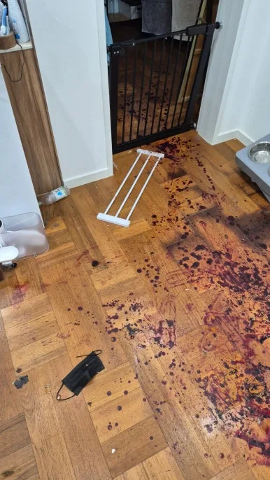 혈흔 바닥 전체 오염 거실 마루 혈액 작업 전