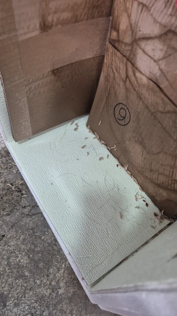 쓰레기 방치 구더기 발생 현장 — 특수청소 전