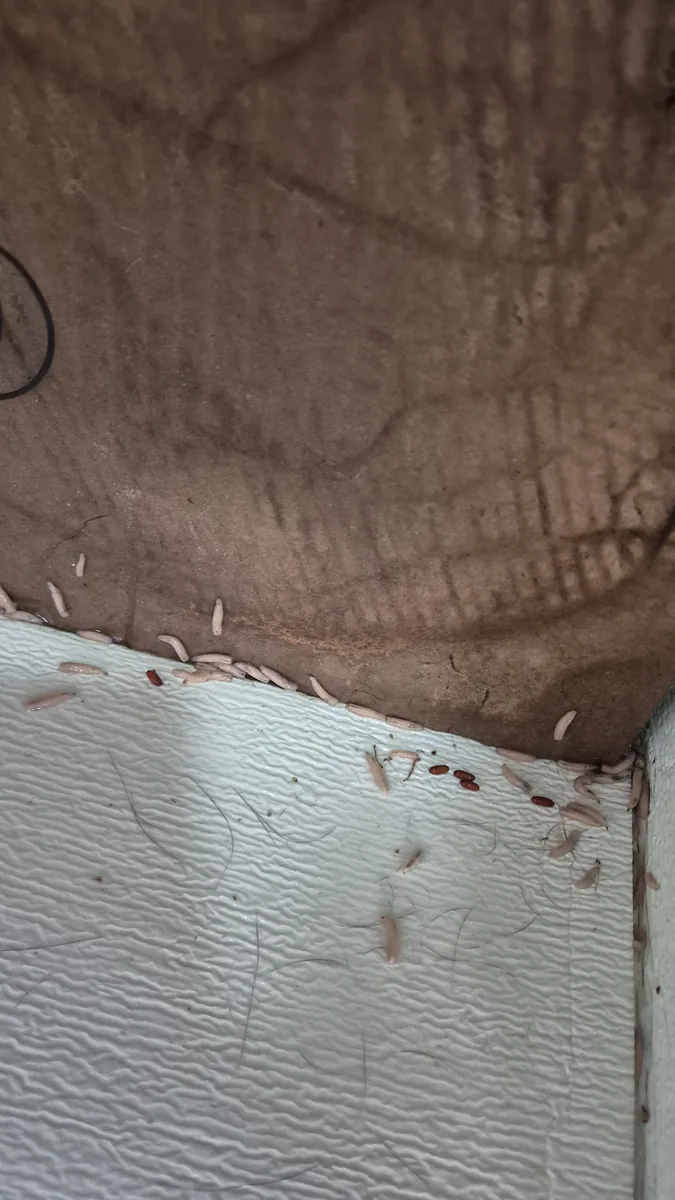 구더기 밀집 오염 — 해충 제거 전