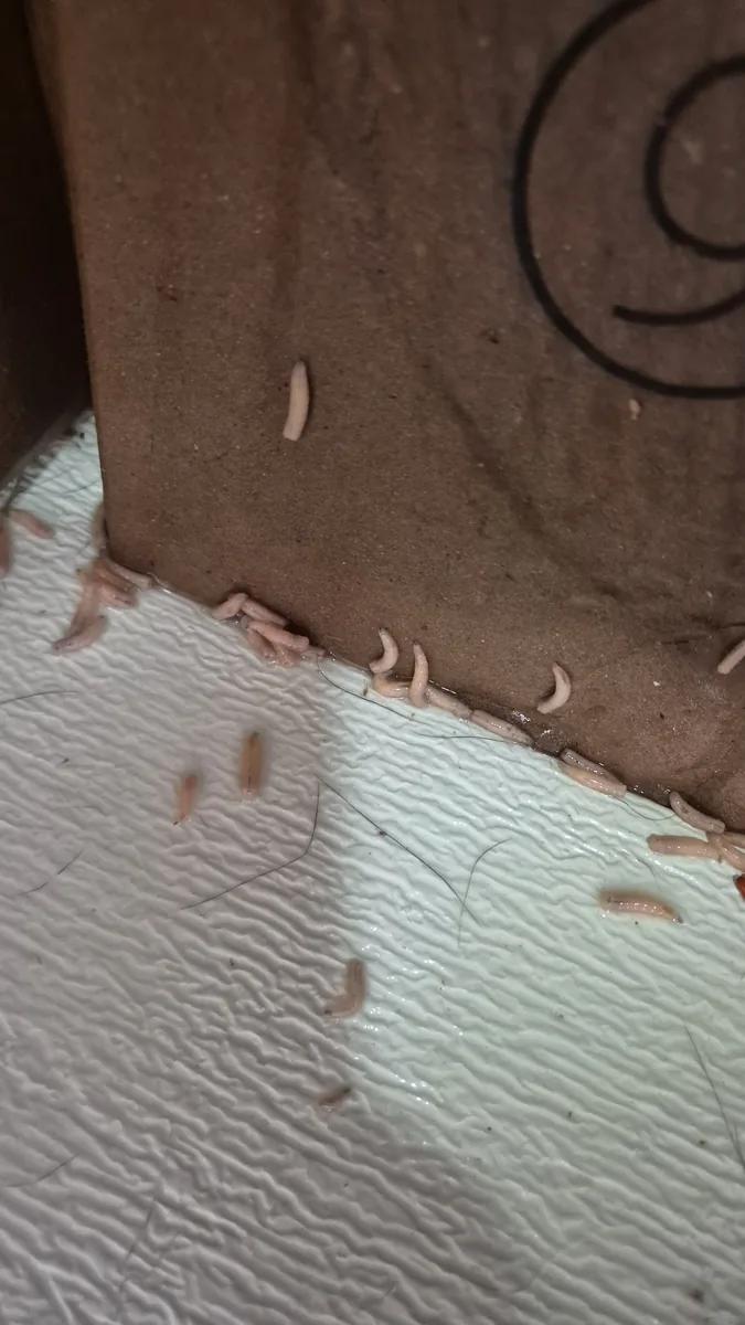 구더기 오염 확대 — 즉시 처리 필요