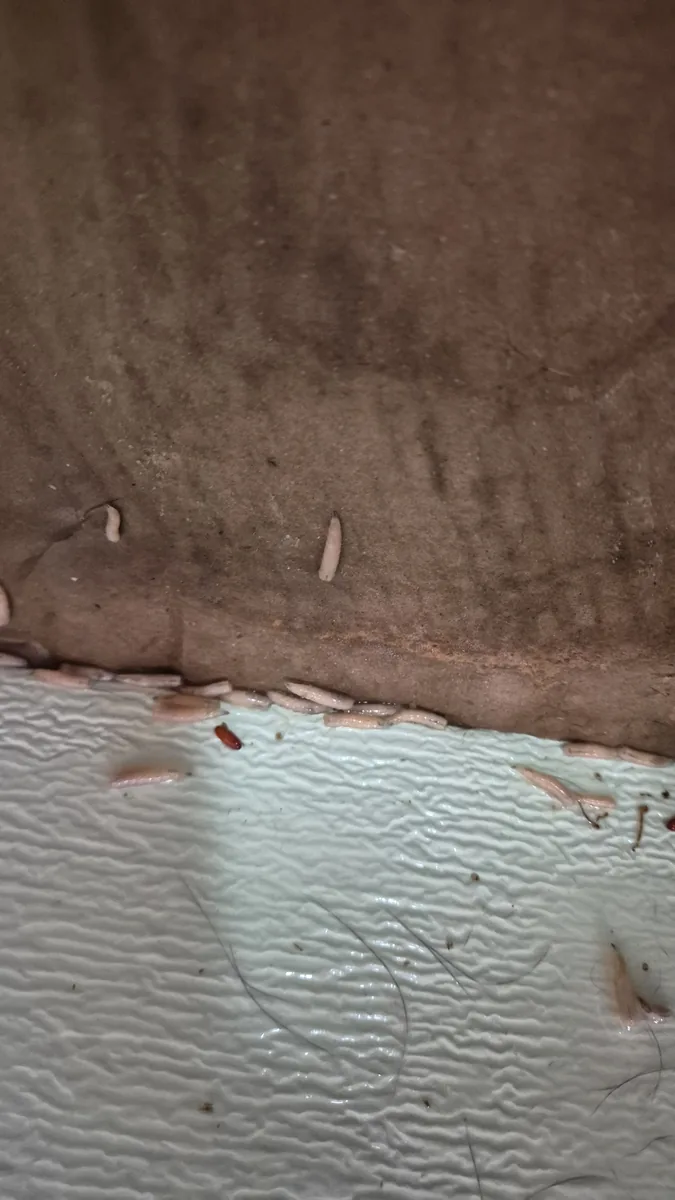 구더기 발생 근접 — 방치 시 급속 확산