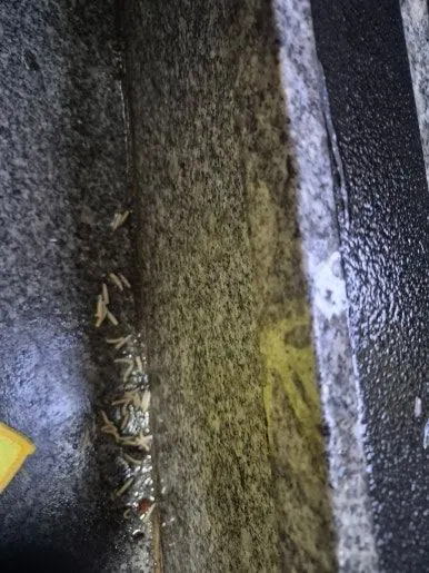 구더기 악취  청소 전