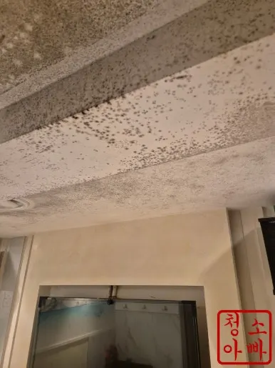 곰팡이 천장 청소 전