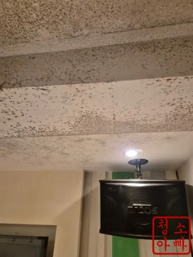 논현동 노래방 천장 곰팡이 작업 전