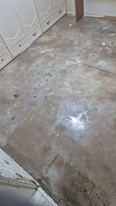 고양이 소변 오염 효소 세정 후