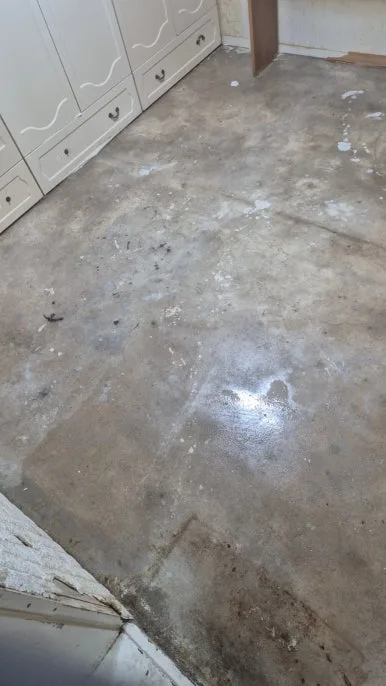 반려동물 오염 청소 후 바닥 세정 완료