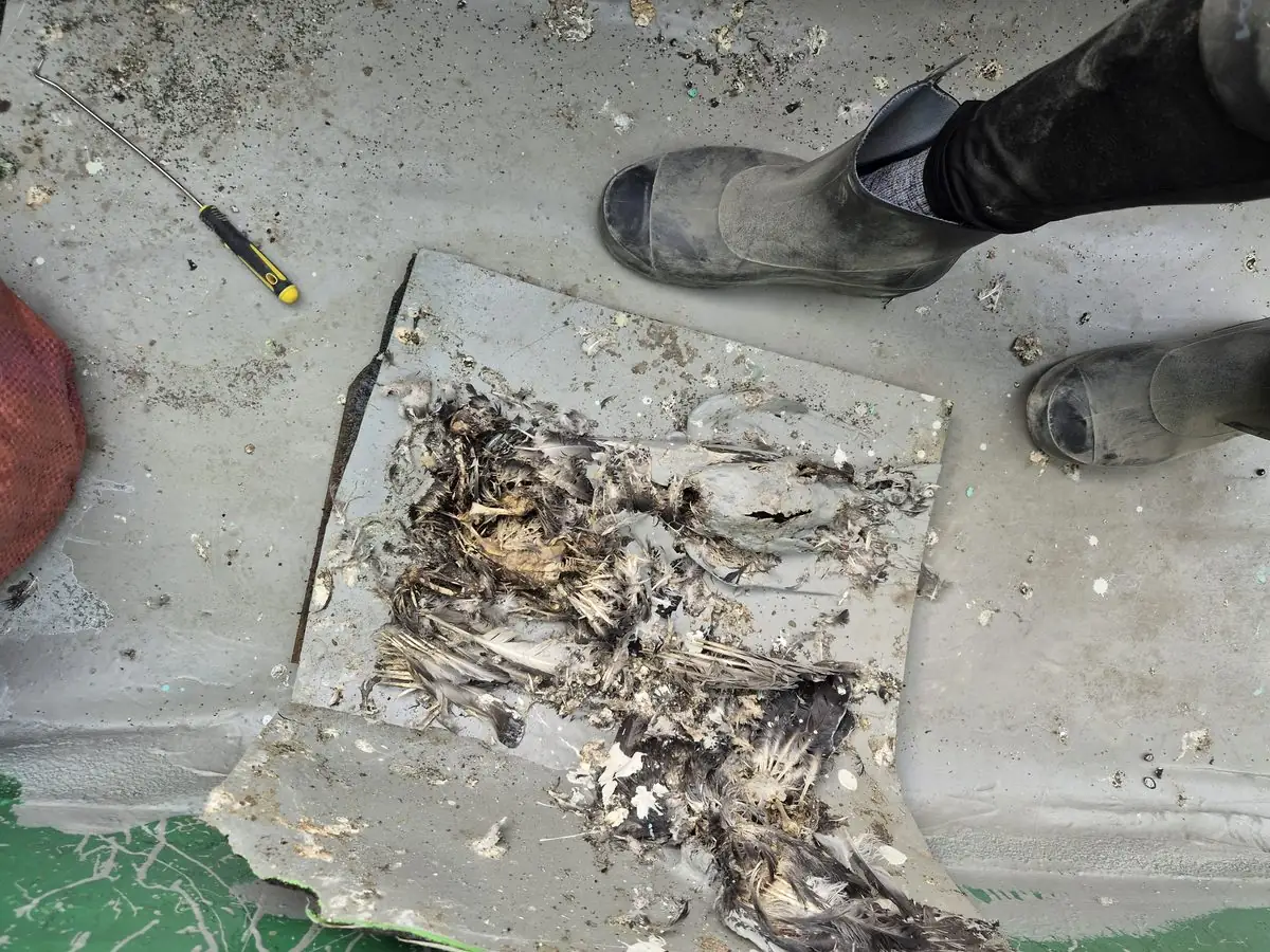 서식지에서 발견된 비둘기 사체와 깃털 흔적 — 함께 수거 처리