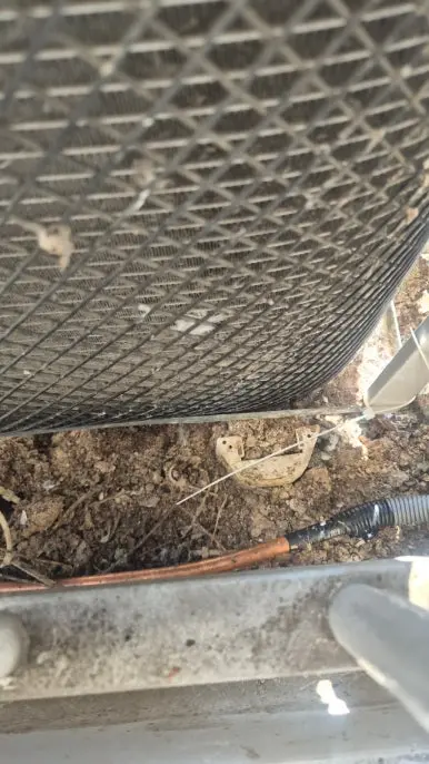 안산 그물망 아래 비둘기똥