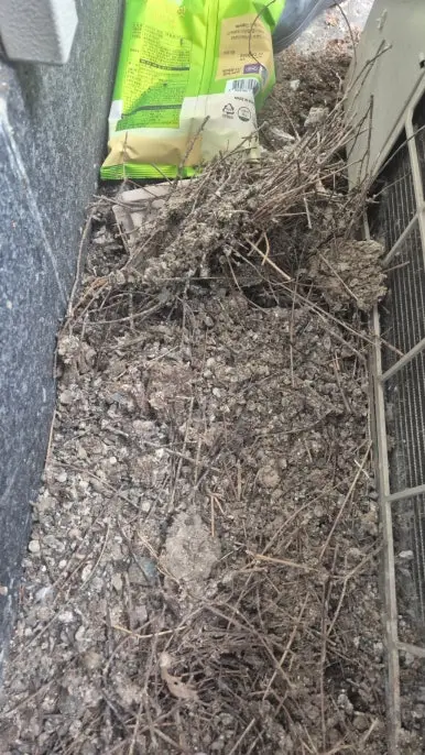 안성 비둘기 둥지 잔해