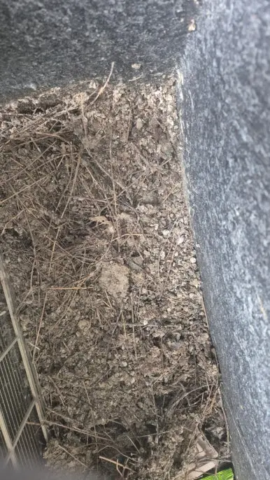 안성 벽면 모서리 배설물