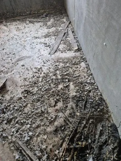 비둘기 배설물 오염