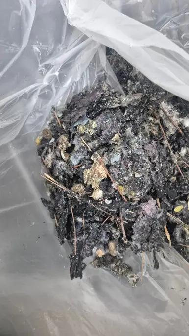 수거한 비둘기 배설물