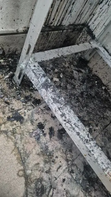 비둘기 배설물 바닥