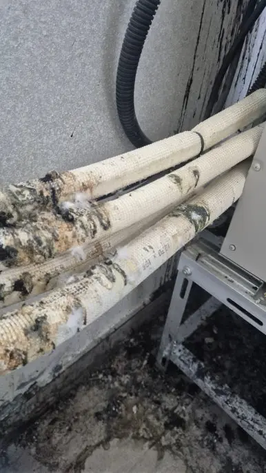 강동구 배관 비둘기 배설물 변색