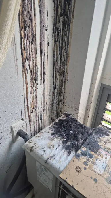 강동구 벽면 비둘기똥 흘러내림