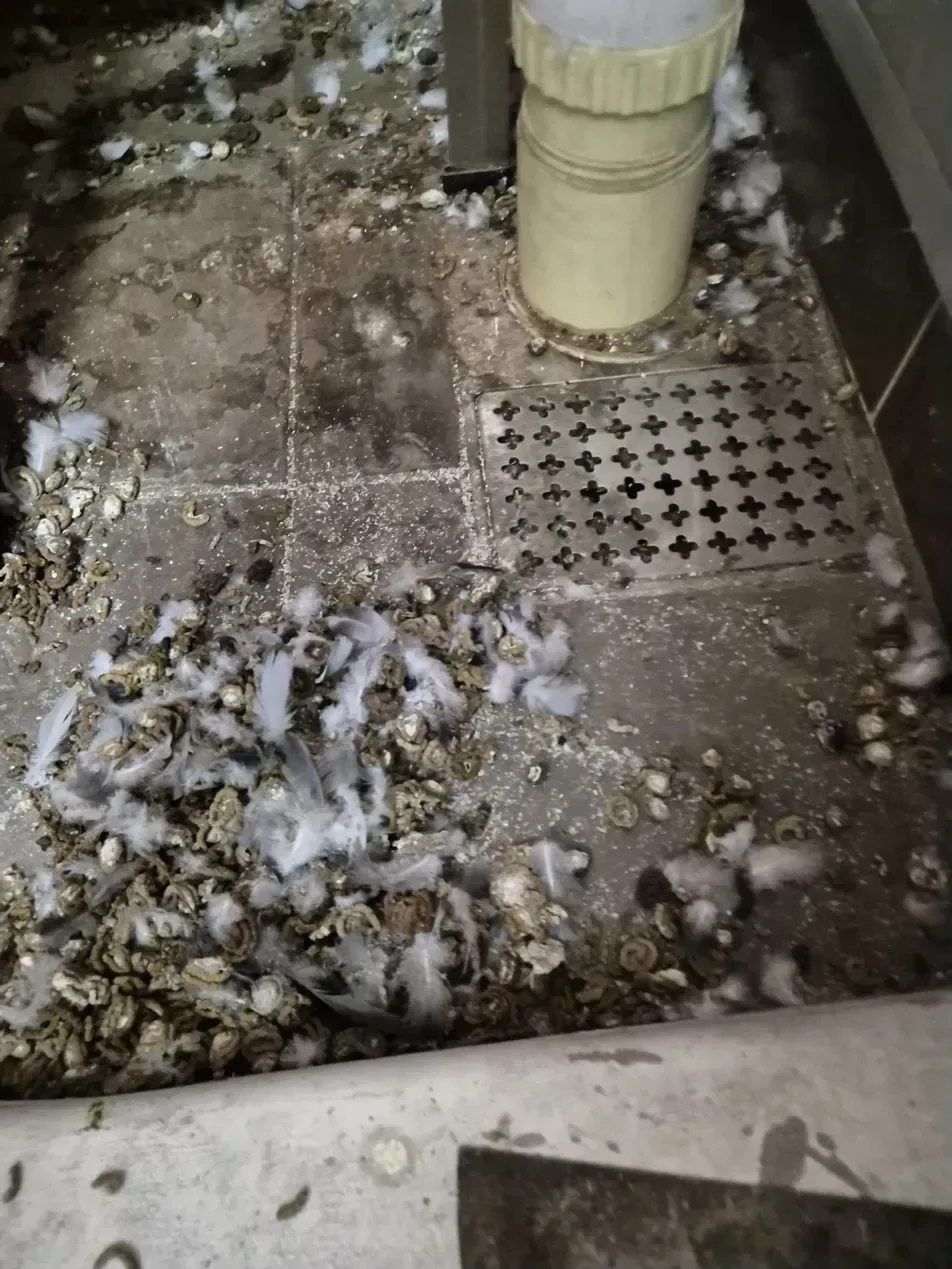 김포 아파트 실외기 상단 비둘기 배설물 작업 전