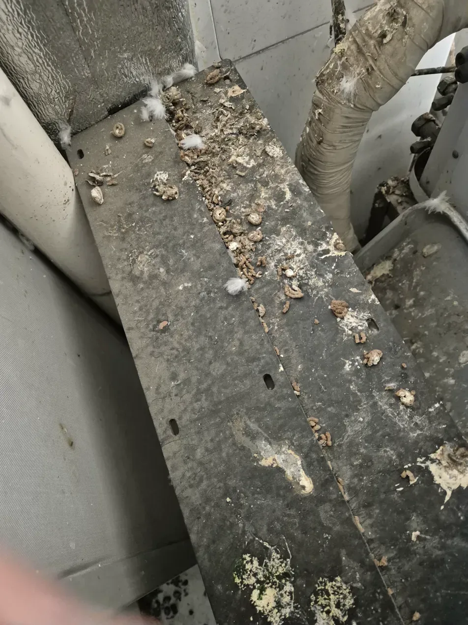 김포 실외기실 바닥 비둘기똥 깃털