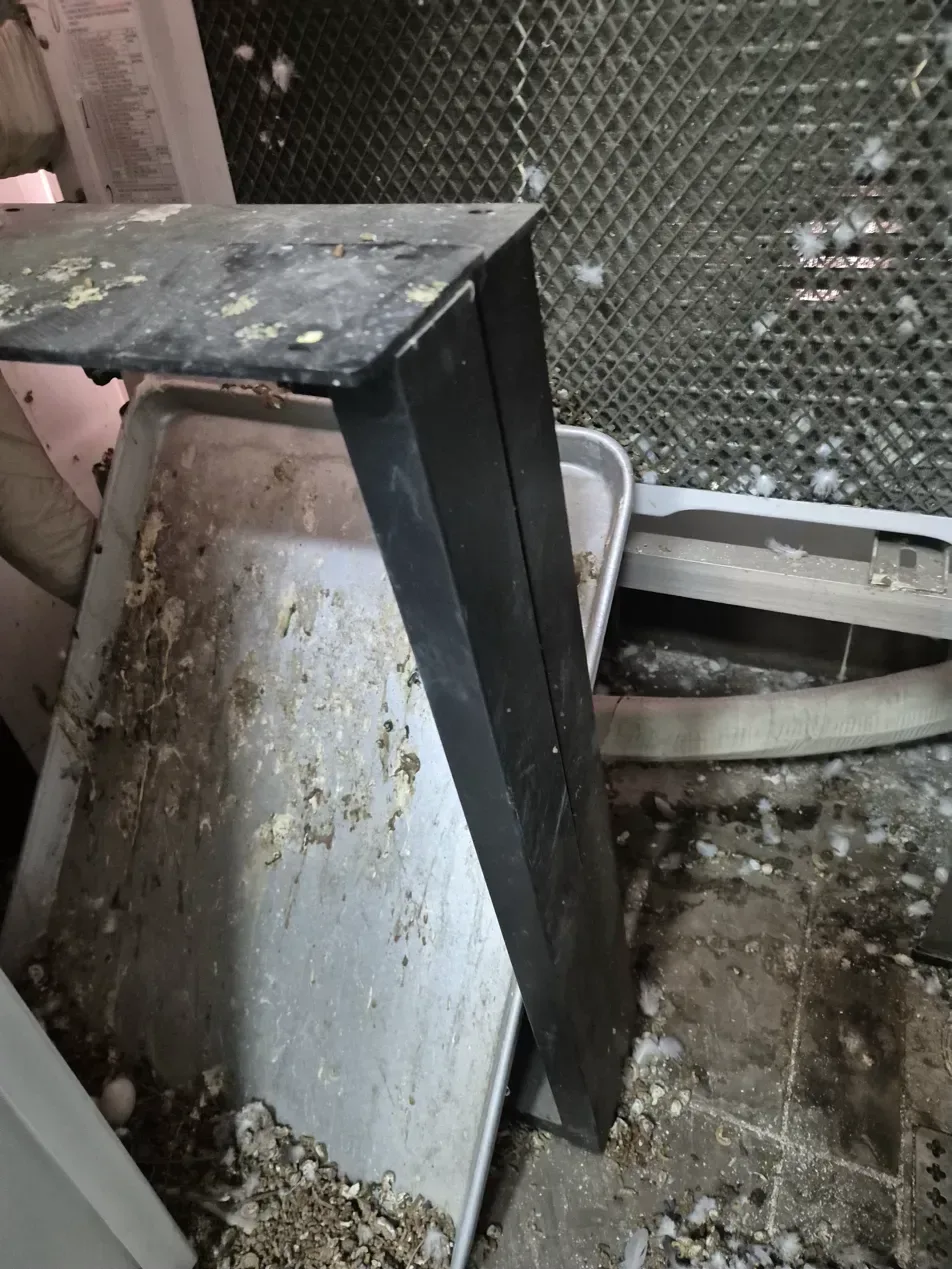 김포 배관 뒤 바닥 비둘기똥