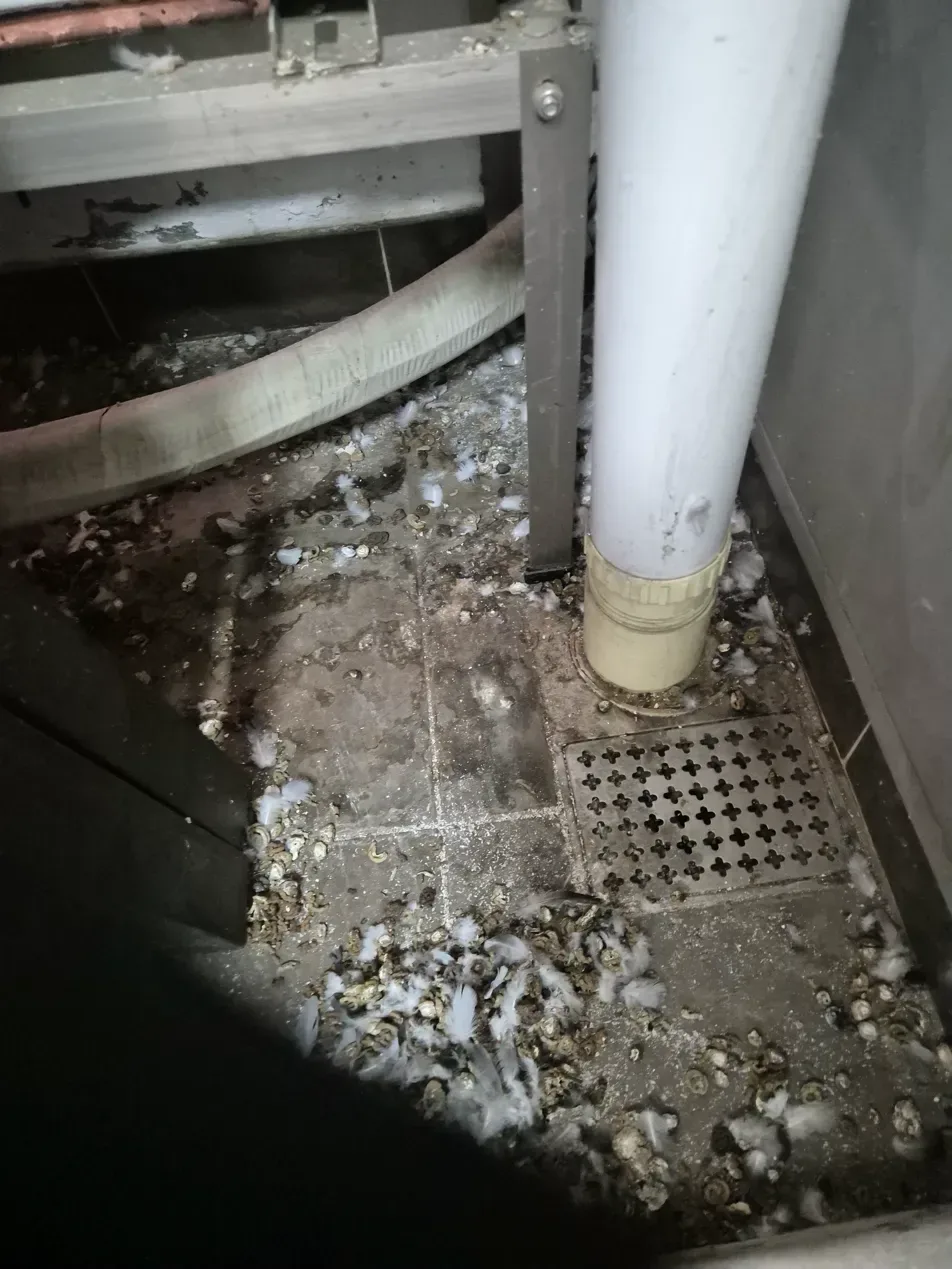 김포 실외기실 벽면 모서리 비둘기똥