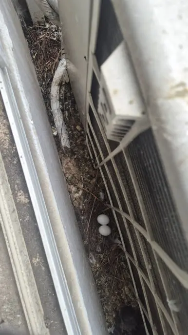 마곡 실외기 비둘기 알