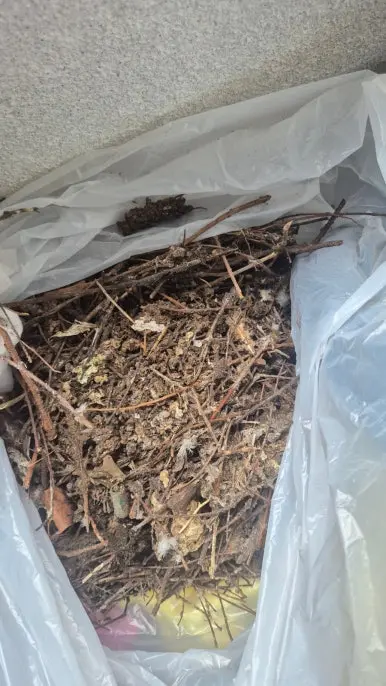 수거한 비둘기 둥지