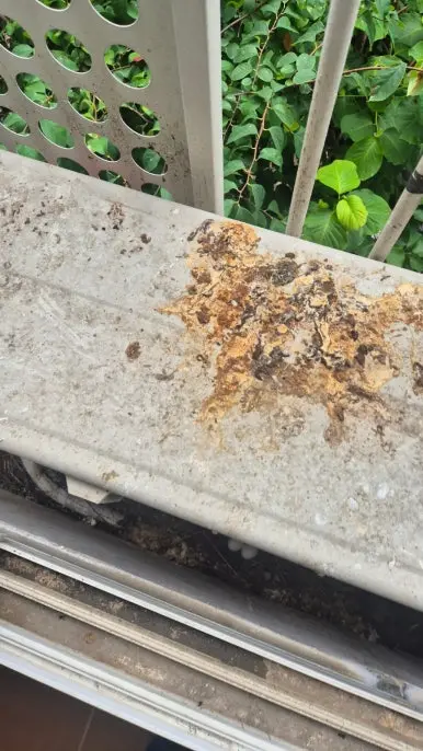 마곡 실외기 상단 배설물