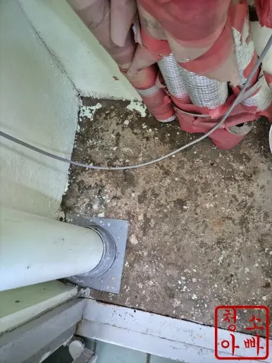 비둘기 배설물  청소 후