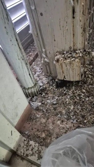 도봉구 쌍문동 곰팡이 현장