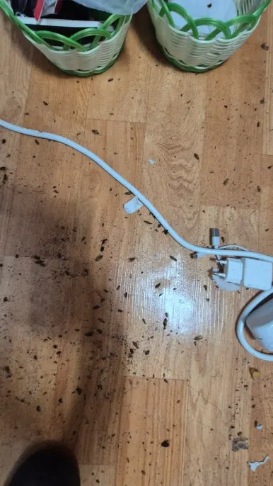 바퀴벌레 사체가 바닥에 가득한 쓰레기집 현장