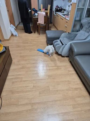 용인 세정 완료 후 반려견